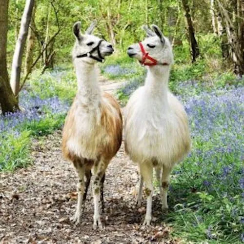 Ravensburger Llama Love Puzzle 100pc